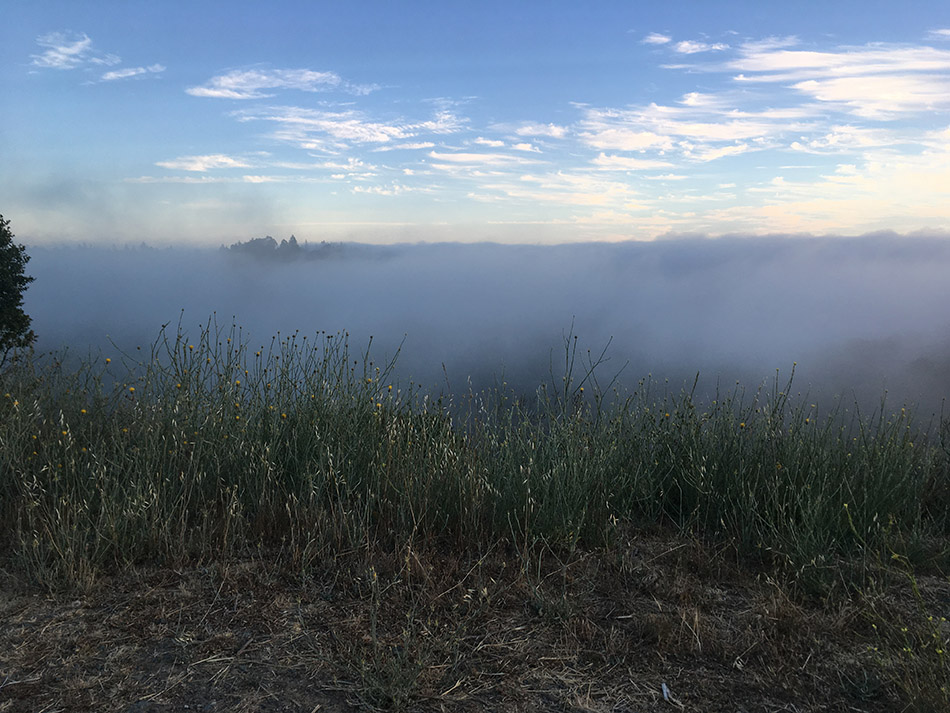 Tilden park, berkeley 2018-07-18 20.03.41.jpg