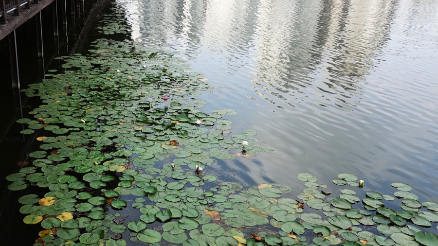 DSC01783.JPG