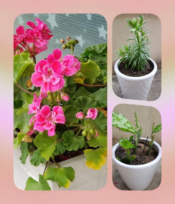 2018-06-21 배란다의 꽃  콜라주 4.jpg