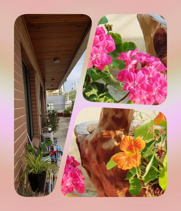 2018-06-21 배란다의 꽃  콜라주 5.jpg