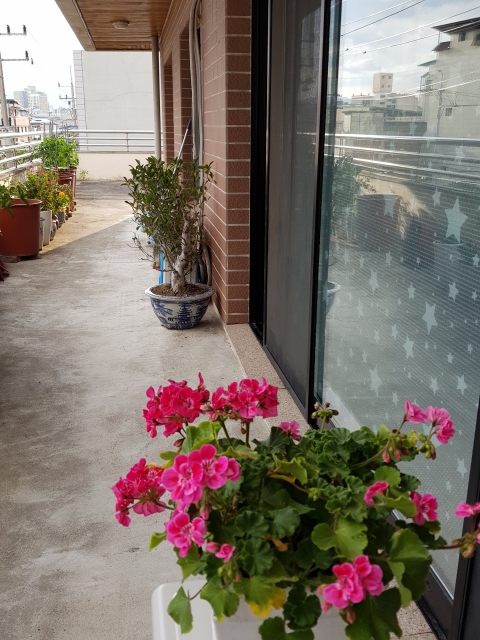 2018-06-18 베란다의 꽃 (1) (11).jpg