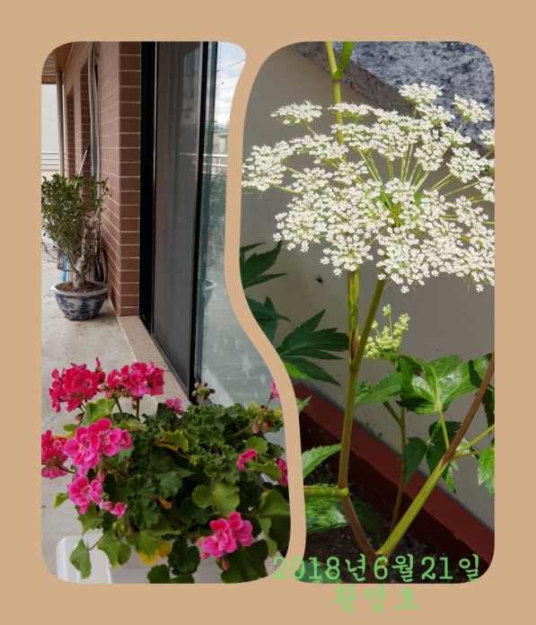 2018-06-21 배란다의 꽃  콜라주 6.jpg
