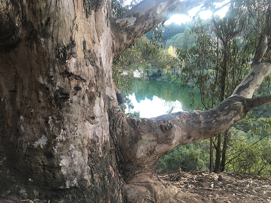 Tilden Park, Berkley 2018-10-23 17.57.56-1.jpg