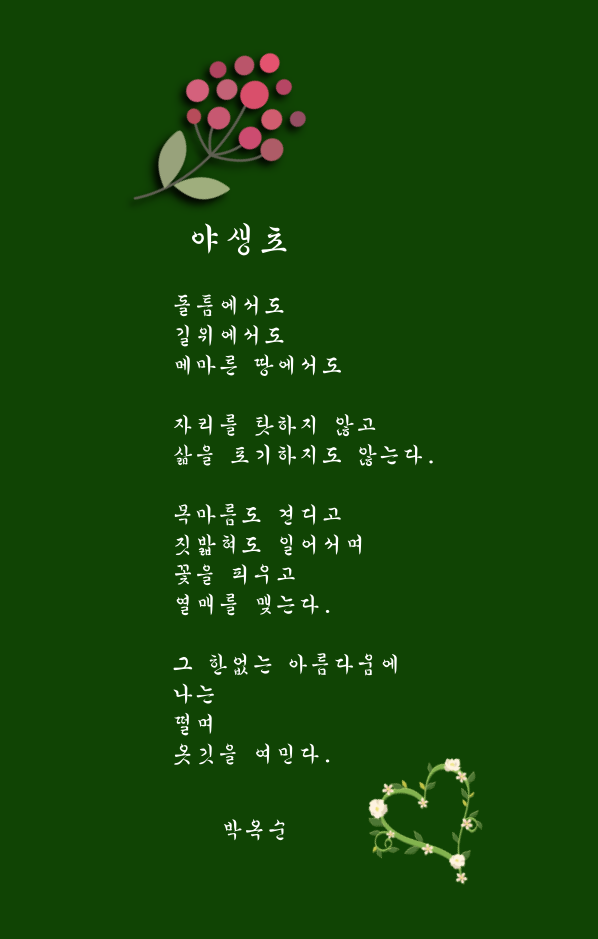야생초.png