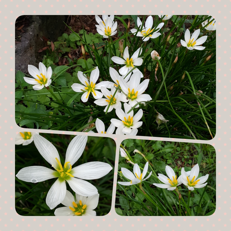 collage160918.jpg