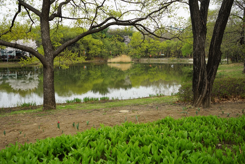 숲 046.jpg