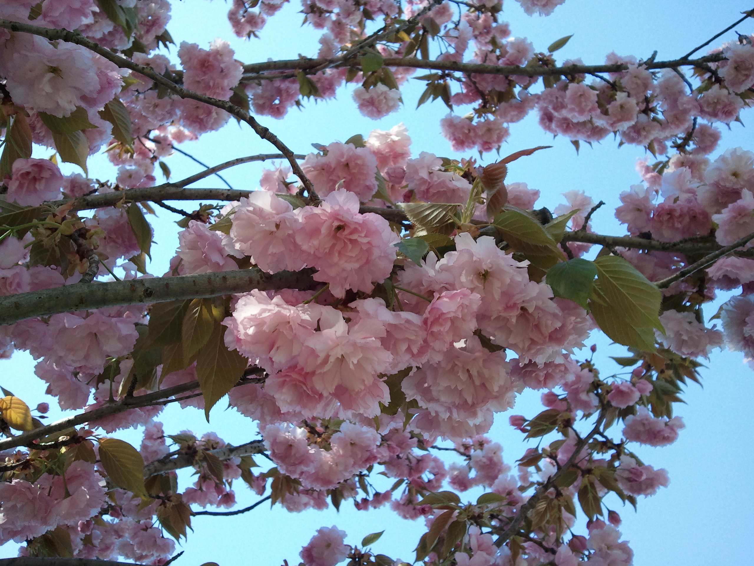 2012-04-06 11.40.18.jpg