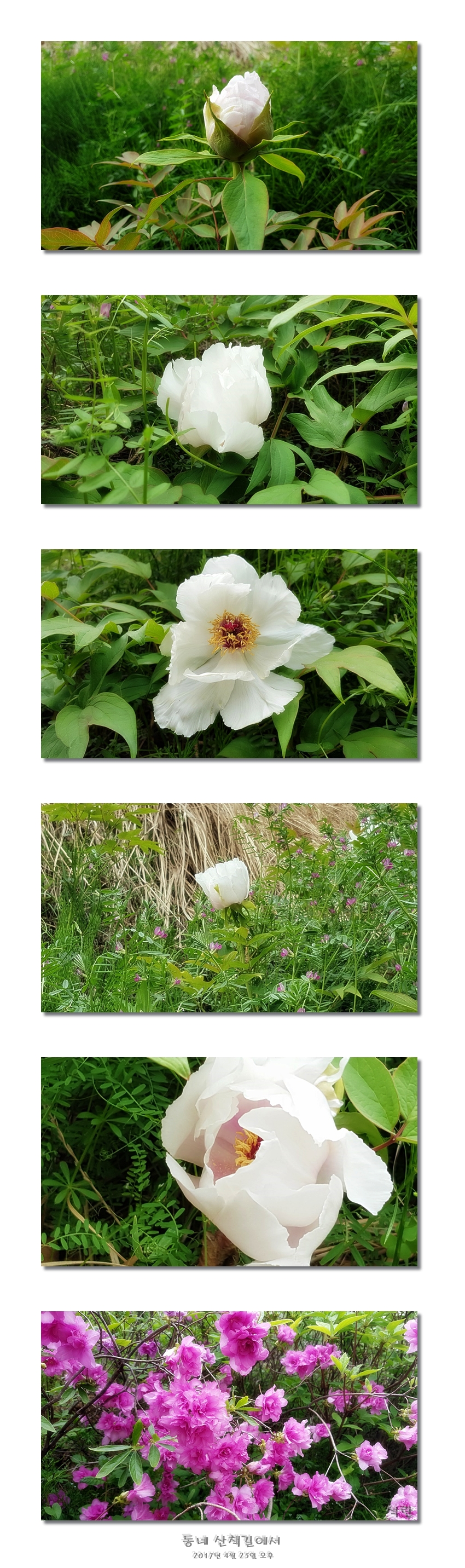 산책길에서-모란.jpg