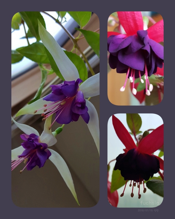 collageㅁ.jpg