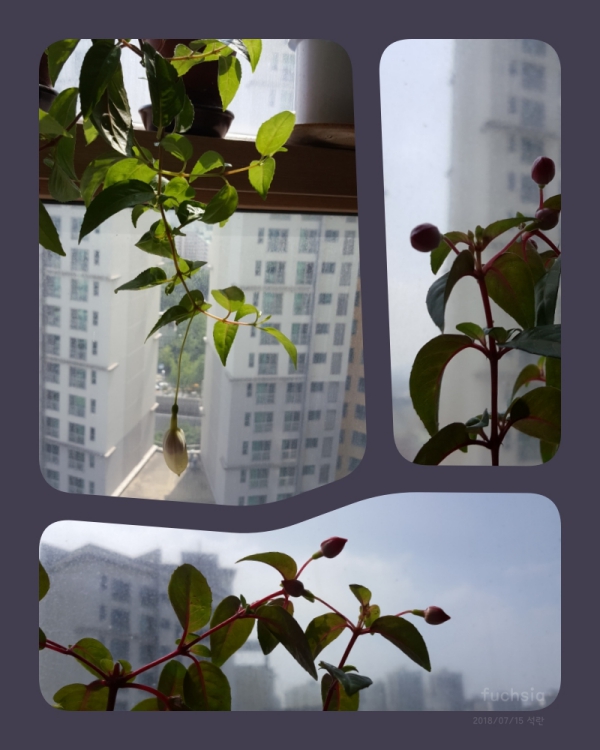 후쿠시아이야기.jpg