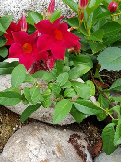 2018-07-07 문경새재-400.jpg