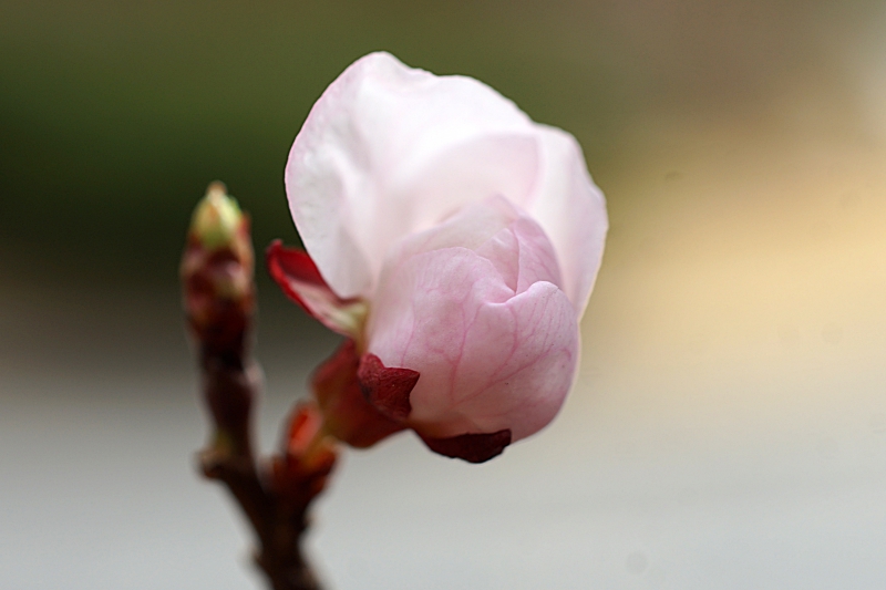 DSC04590.JPG