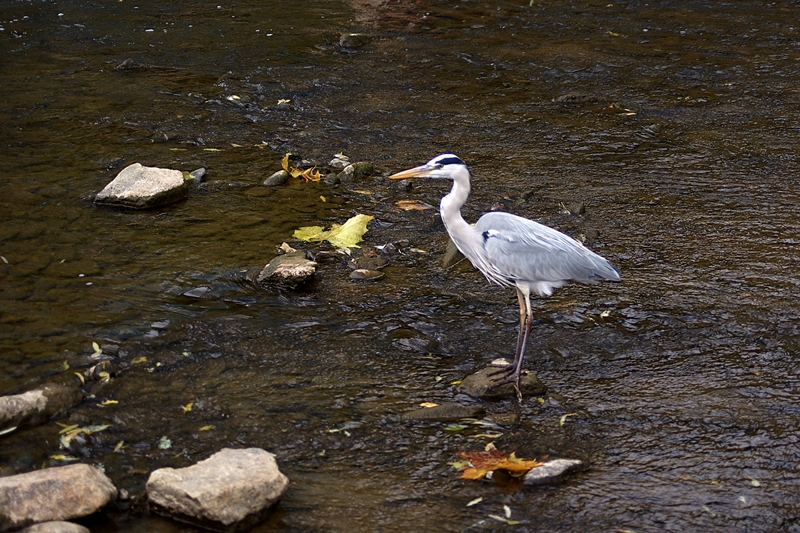 액DSC08827 001.jpg