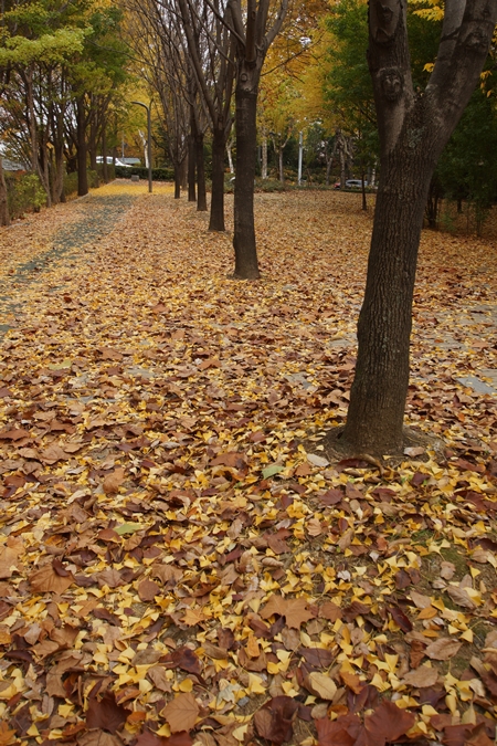 액DSC08886 0.jpg