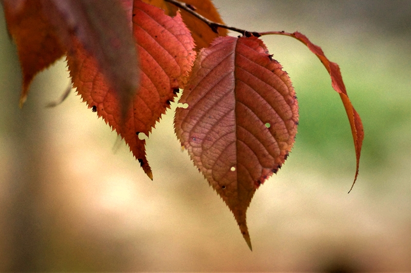 액DSC08948 001.jpg