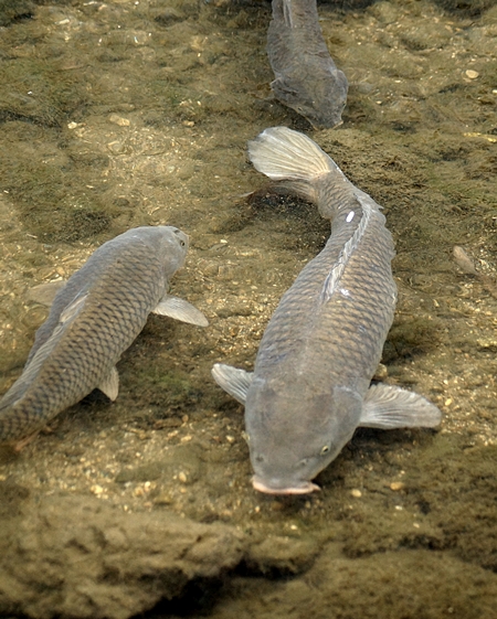 DSC08853 002.JPG