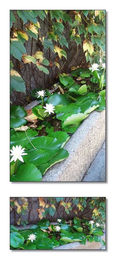 20170726_115817-1-2-vert.jpg