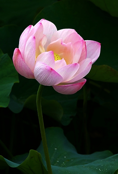관 066 0.JPG