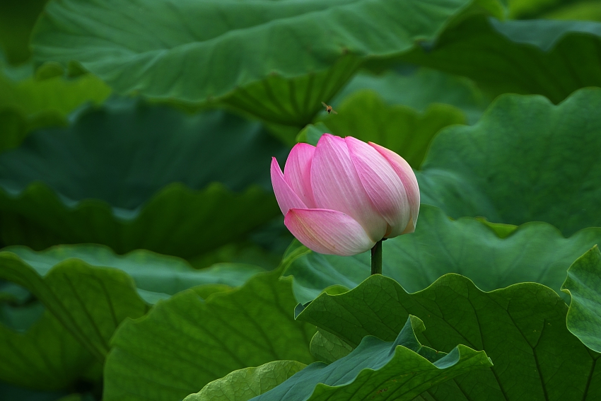 DSC03337.JPG