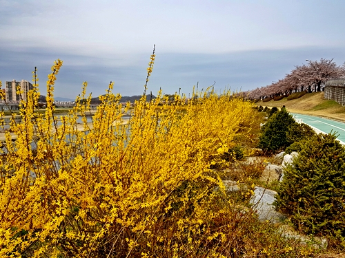 2019-04-07  서천의 벗꽃 (37)-1-500-375.jpg